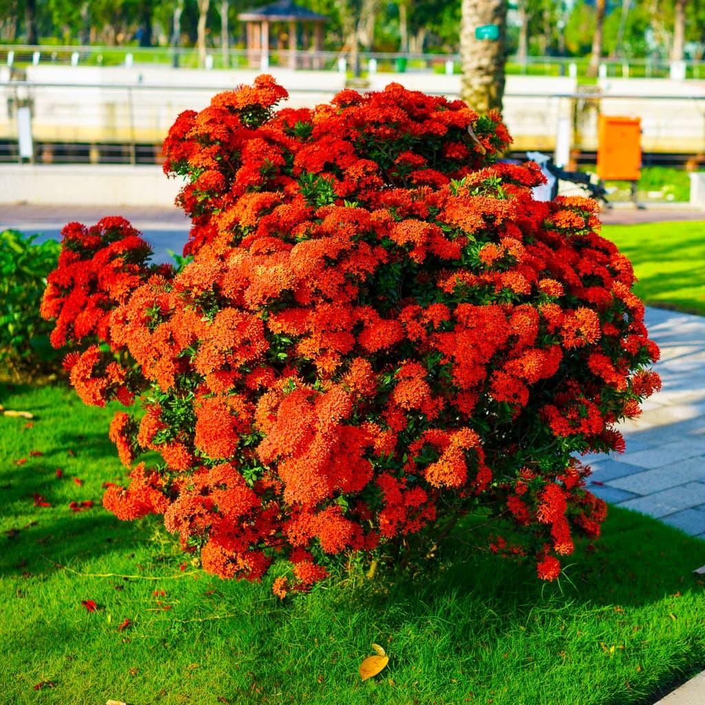 Ixora, Assorted, Bush - View 3 from www redcrocus com