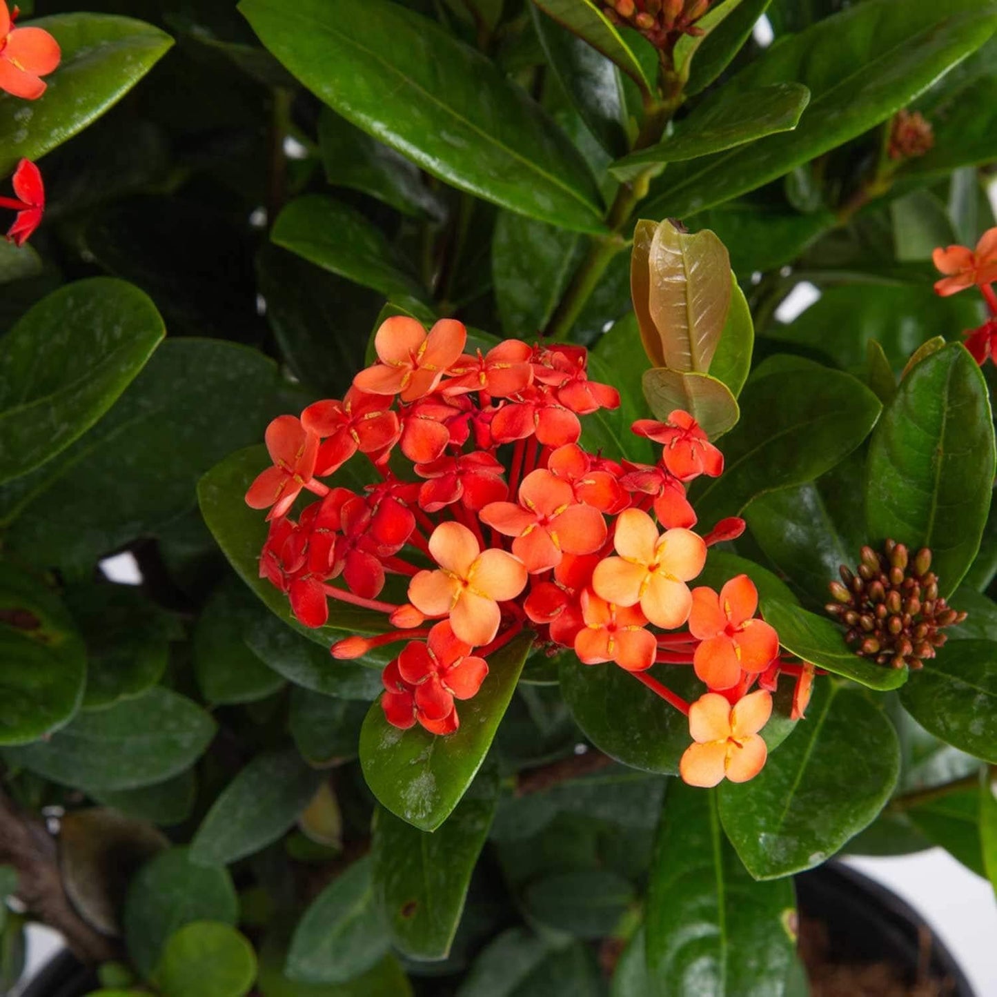 Ixora, Assorted, Bush - View 4 from www redcrocus com