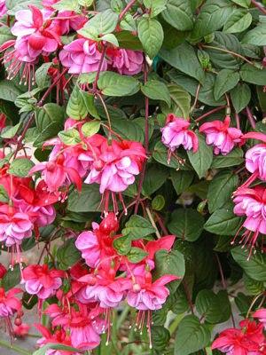 Fuchsia, Assorted, Standard - View 17 from www redcrocus com