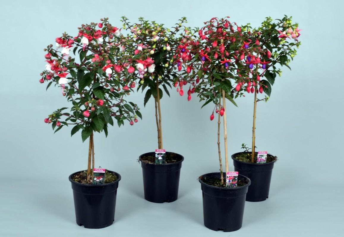 Fuchsia, Assorted, Standard - View 1 from www redcrocus com