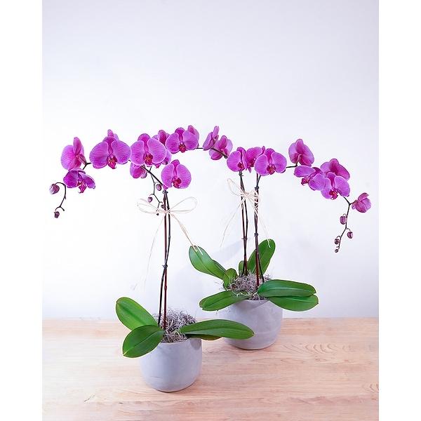 Fuchsia, Assorted, Standard - View 20 from www redcrocus com
