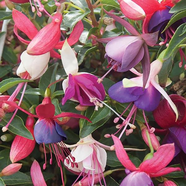 Fuchsia, Assorted, Standard - View 26 from www redcrocus com