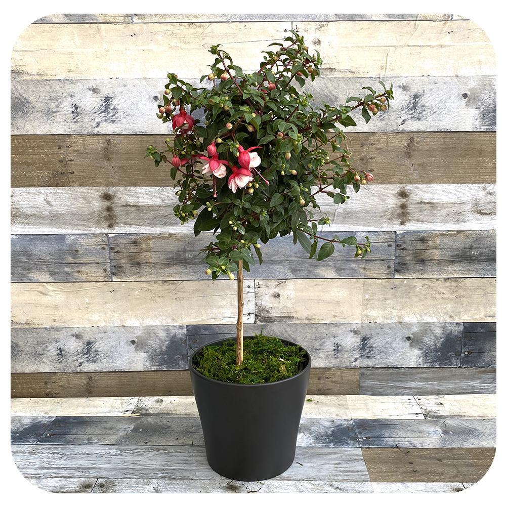Fuchsia, Assorted, Standard - View 27 from www redcrocus com