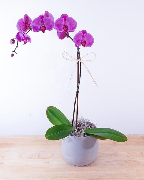 Fuchsia, Assorted, Standard - View 28 from www redcrocus com