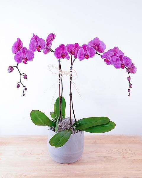 Fuchsia, Assorted, Standard - View 5 from www redcrocus com