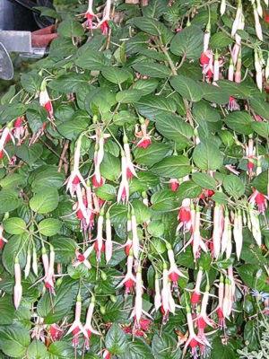 Fuchsia, Assorted, Standard - View 7 from www redcrocus com