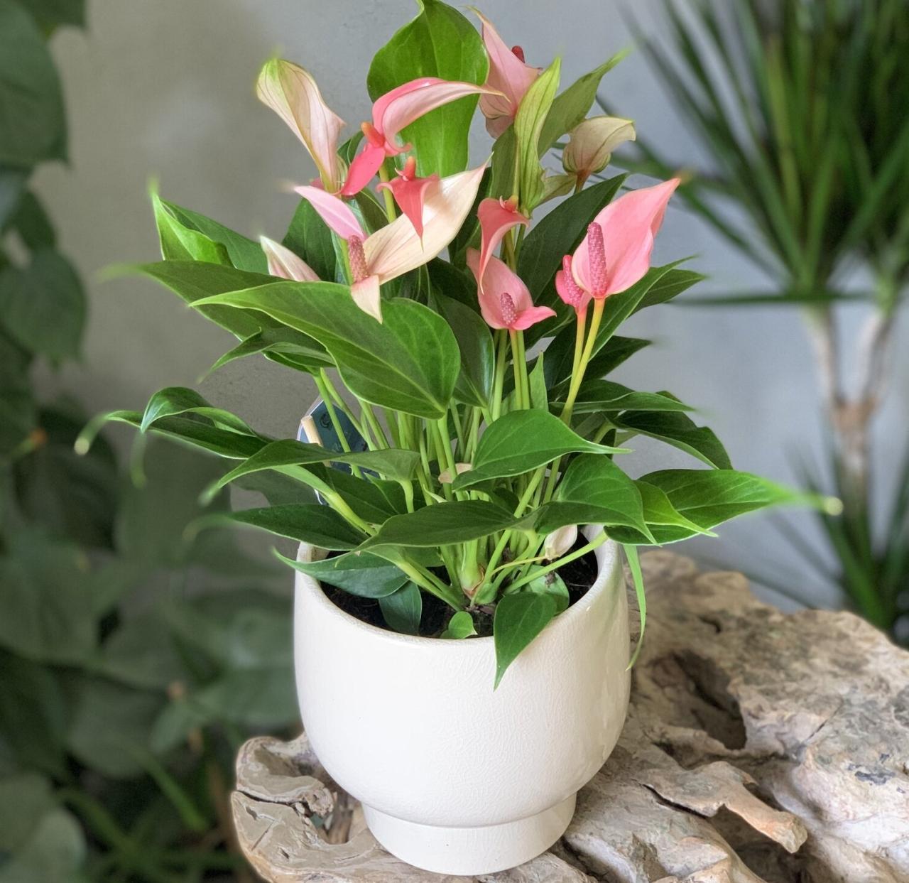 Anthurium 'famous Leon' - View 12 from www redcrocus com
