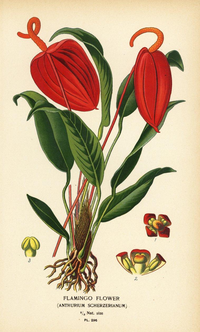 Anthurium 'famous Leon' - View 3 from www redcrocus com