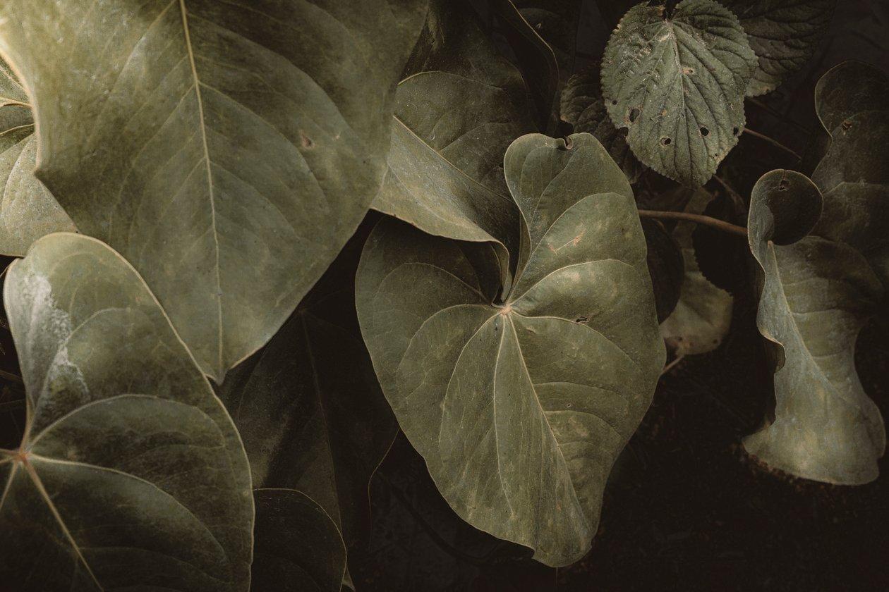 Anthurium 'famous Leon' - View 5 from www redcrocus com
