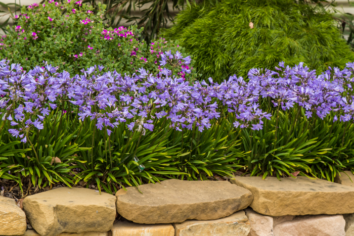 Agapanthus X Baby Pete - View 10 from www redcrocus com