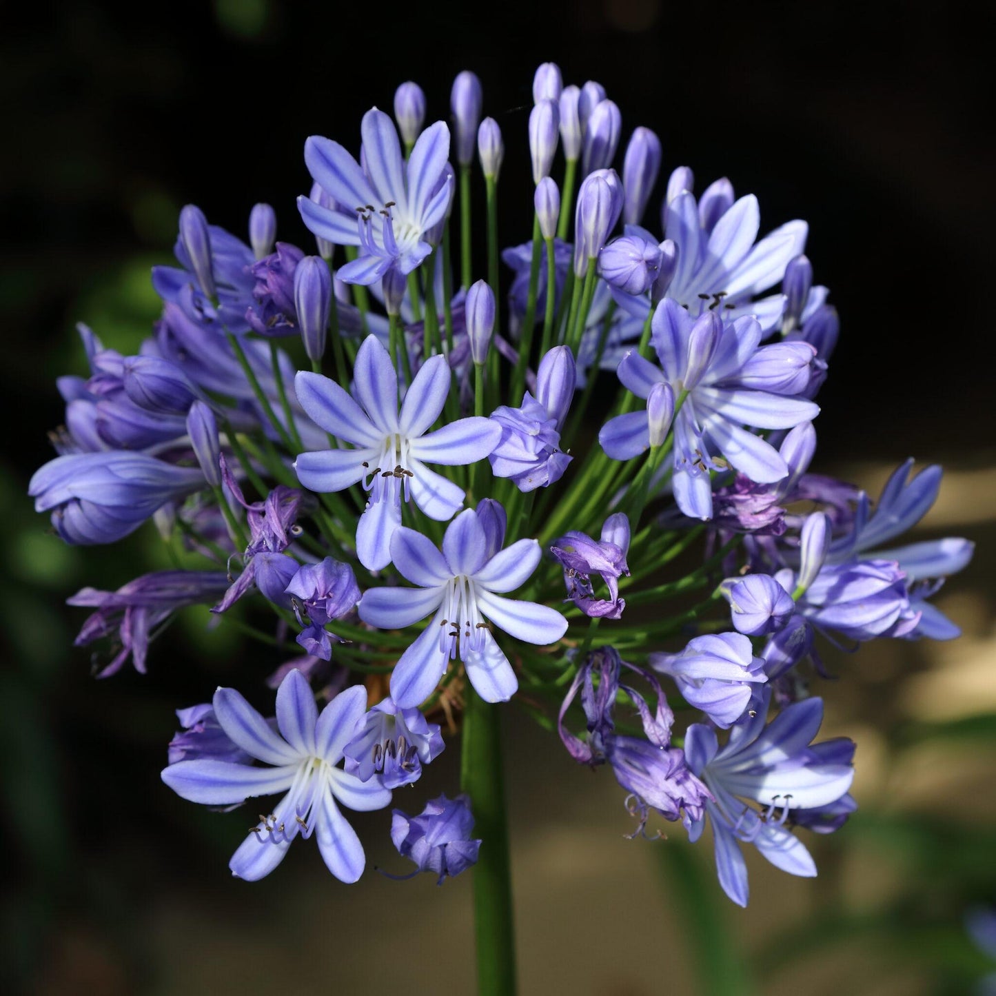 Agapanthus X Baby Pete - View 12 from www redcrocus com