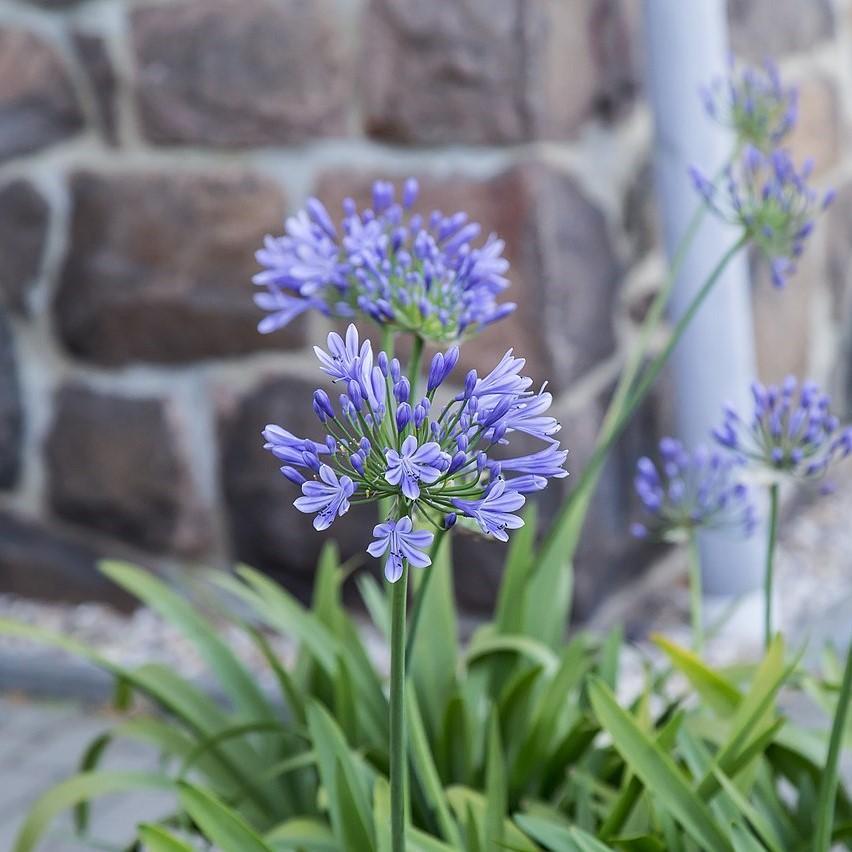 Agapanthus X Baby Pete - View 14 from www redcrocus com