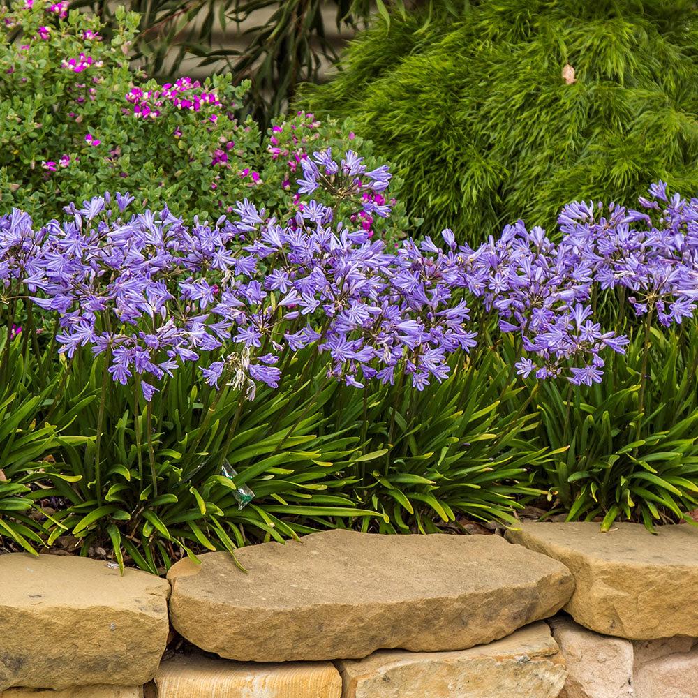 Agapanthus X Baby Pete - View 15 from www redcrocus com