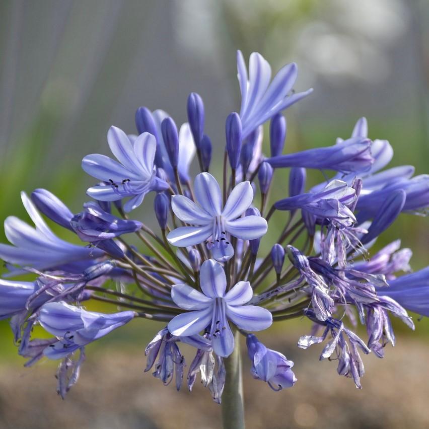 Agapanthus X Baby Pete - View 16 from www redcrocus com