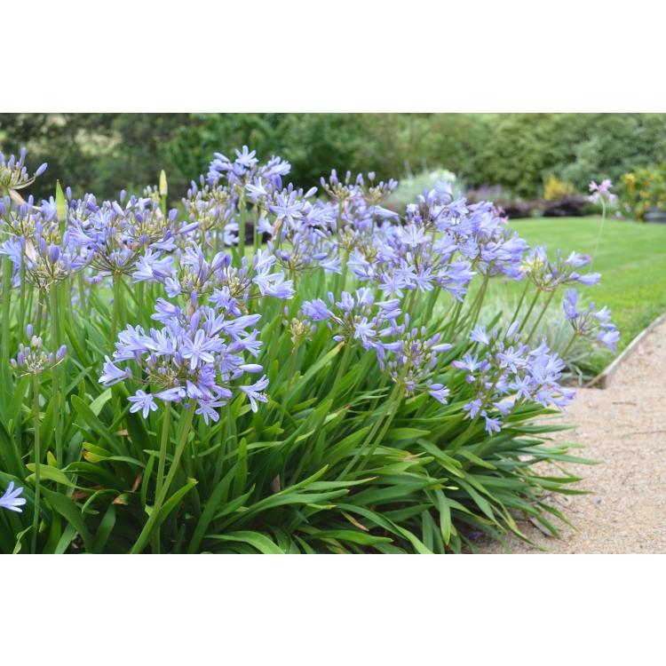Agapanthus X Baby Pete - View 17 from www redcrocus com