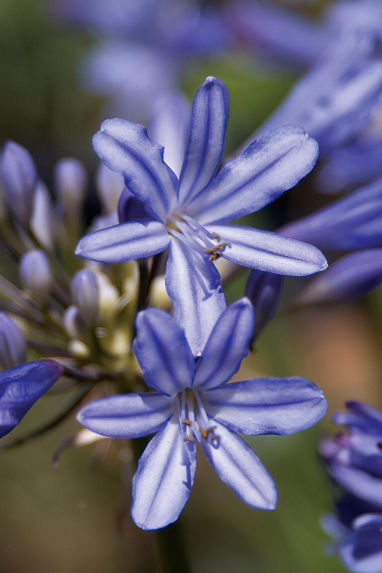 Agapanthus X Baby Pete - View 6 from www redcrocus com