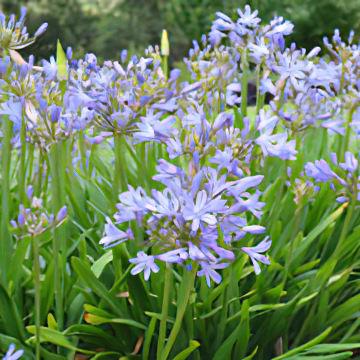 Agapanthus X Baby Pete - View 8 from www redcrocus com