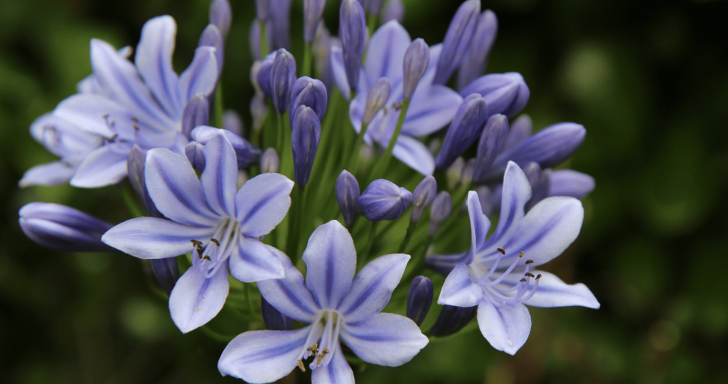 Agapanthus X Blue Storm - View 10 from www redcrocus com