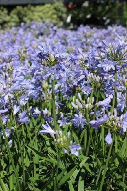 Agapanthus X Blue Storm - View 14 from www redcrocus com