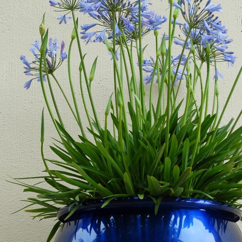 Agapanthus X Blue Storm - View 15 from www redcrocus com