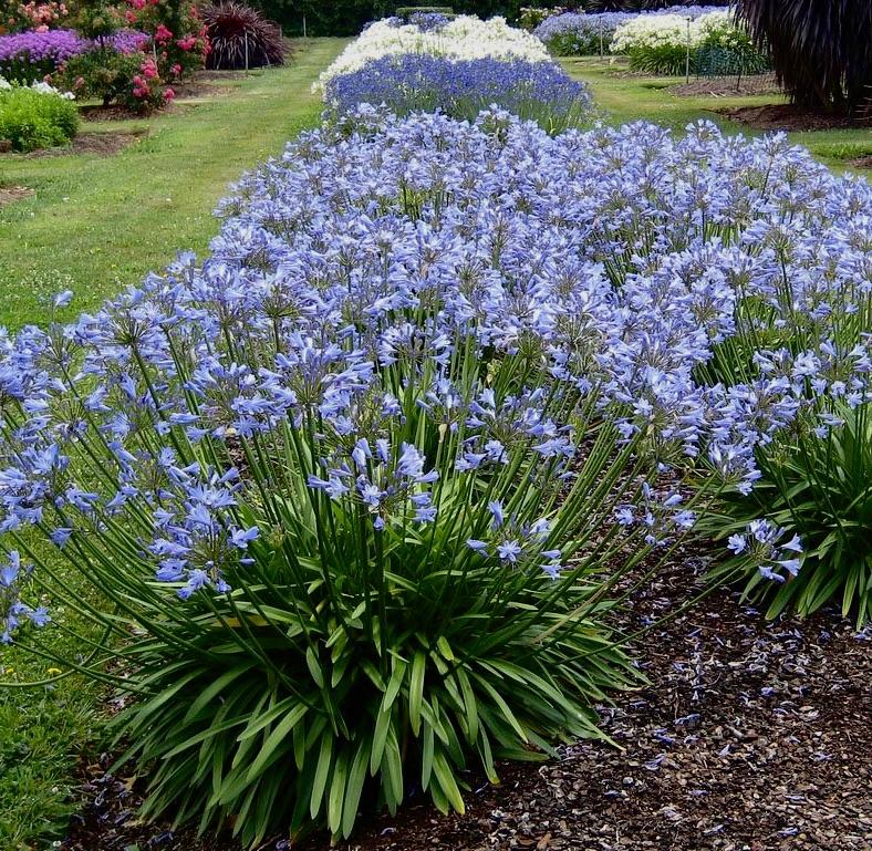 Agapanthus X Blue Storm - View 17 from www redcrocus com