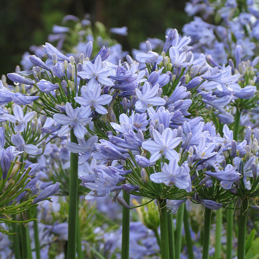 Agapanthus X Blue Storm - View 1 from www redcrocus com
