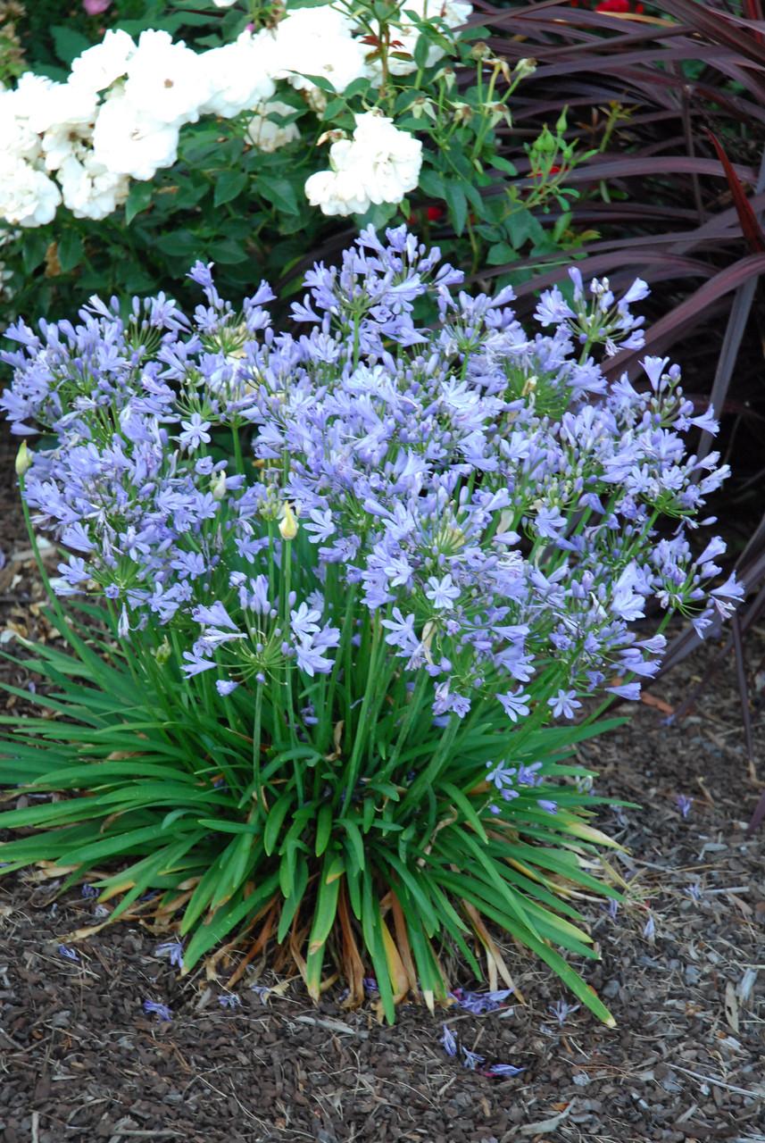 Agapanthus X Blue Storm - View 3 from www redcrocus com