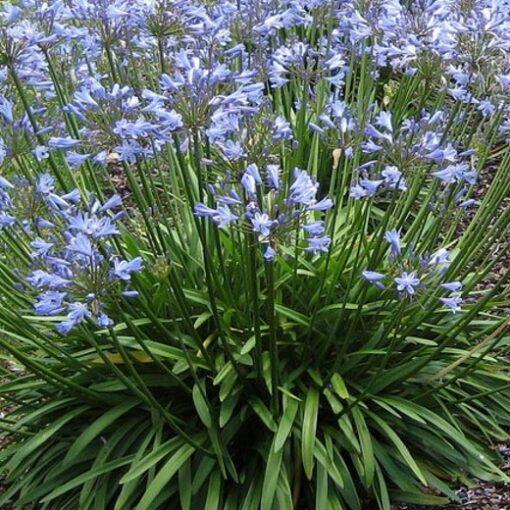 Agapanthus X Blue Storm - View 4 from www redcrocus com