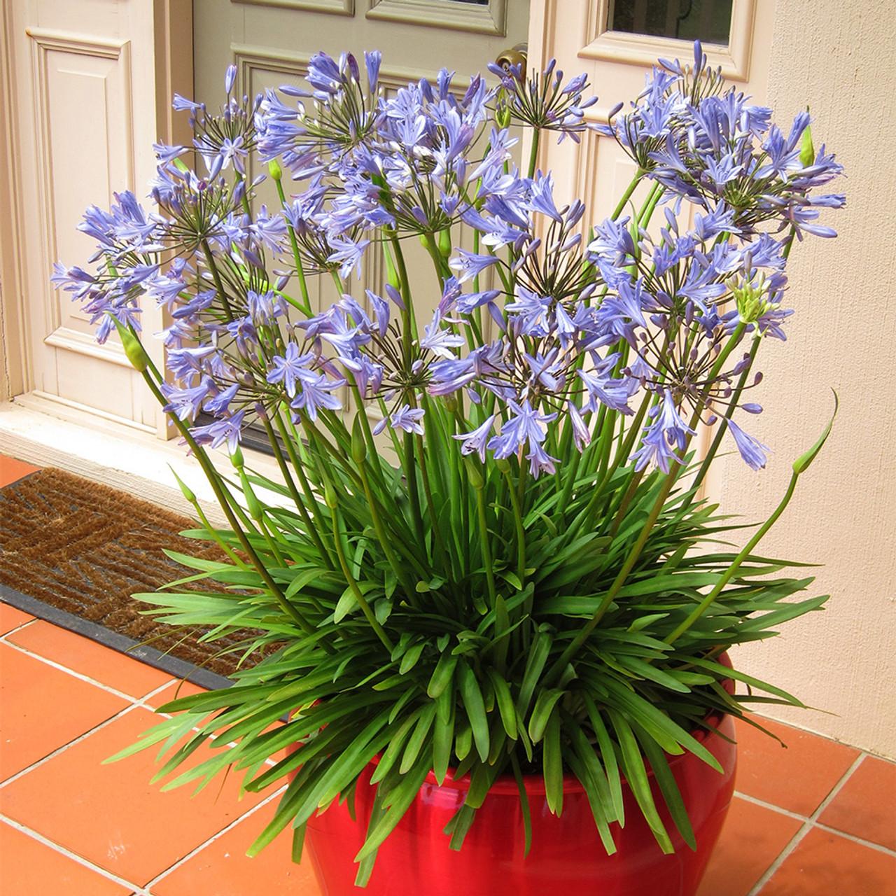 Agapanthus X Blue Storm - View 5 from www redcrocus com