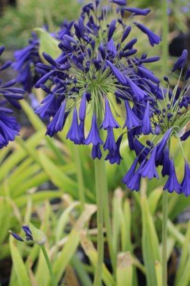 Agapanthus X Blue Storm - View 6 from www redcrocus com