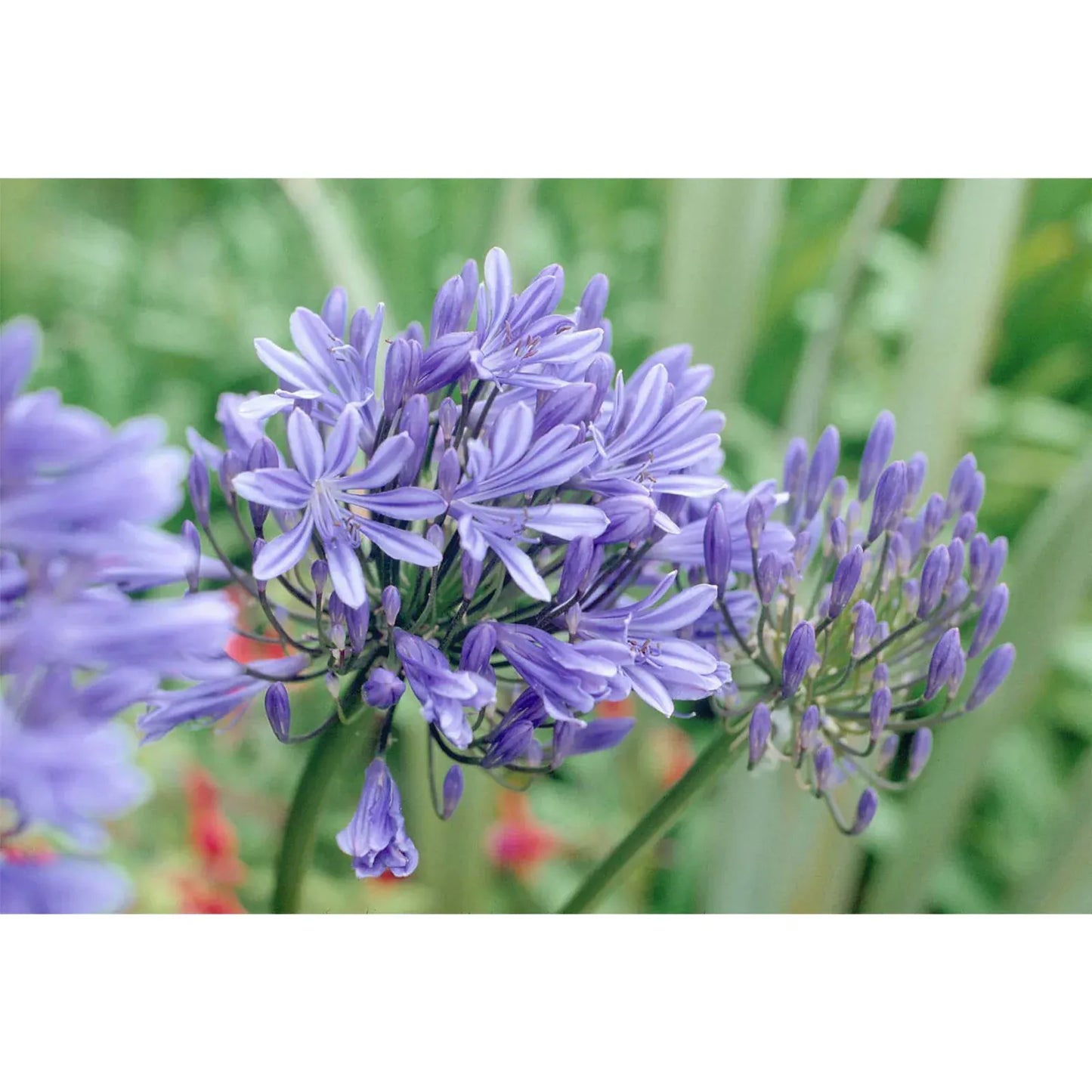 Agapanthus X 'blue Storm' - View 16 from www redcrocus com
