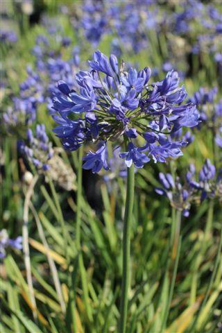 Agapanthus X 'blue Storm' - View 17 from www redcrocus com
