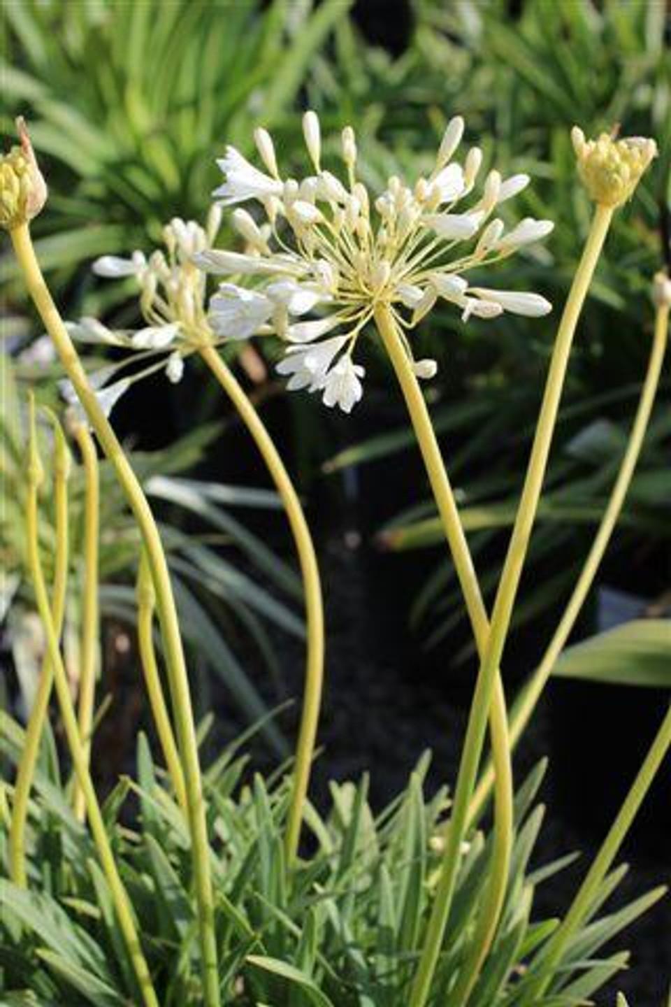 Agapanthus X 'blue Storm' - View 18 from www redcrocus com