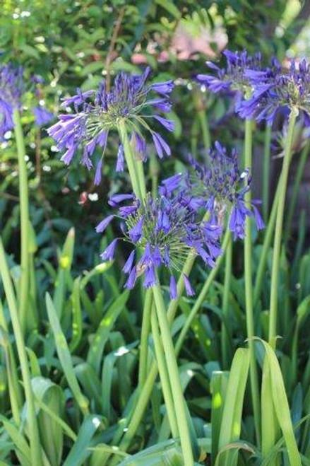 Agapanthus X 'blue Storm' - View 19 from www redcrocus com