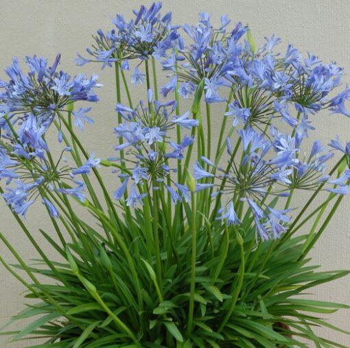 Agapanthus X 'blue Storm' - View 3 from www redcrocus com