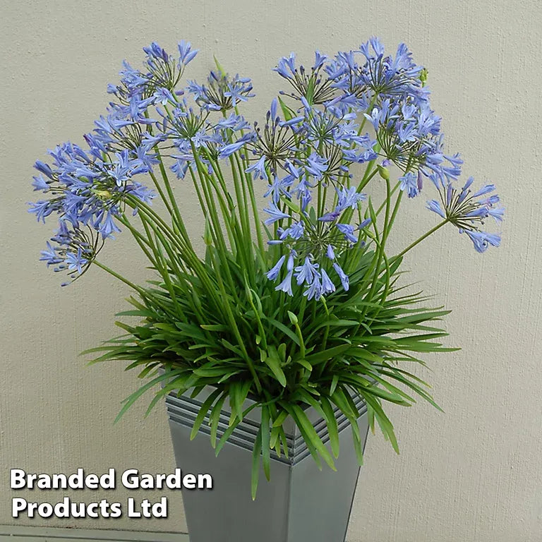 Agapanthus X 'blue Storm' - View 6 from www redcrocus com