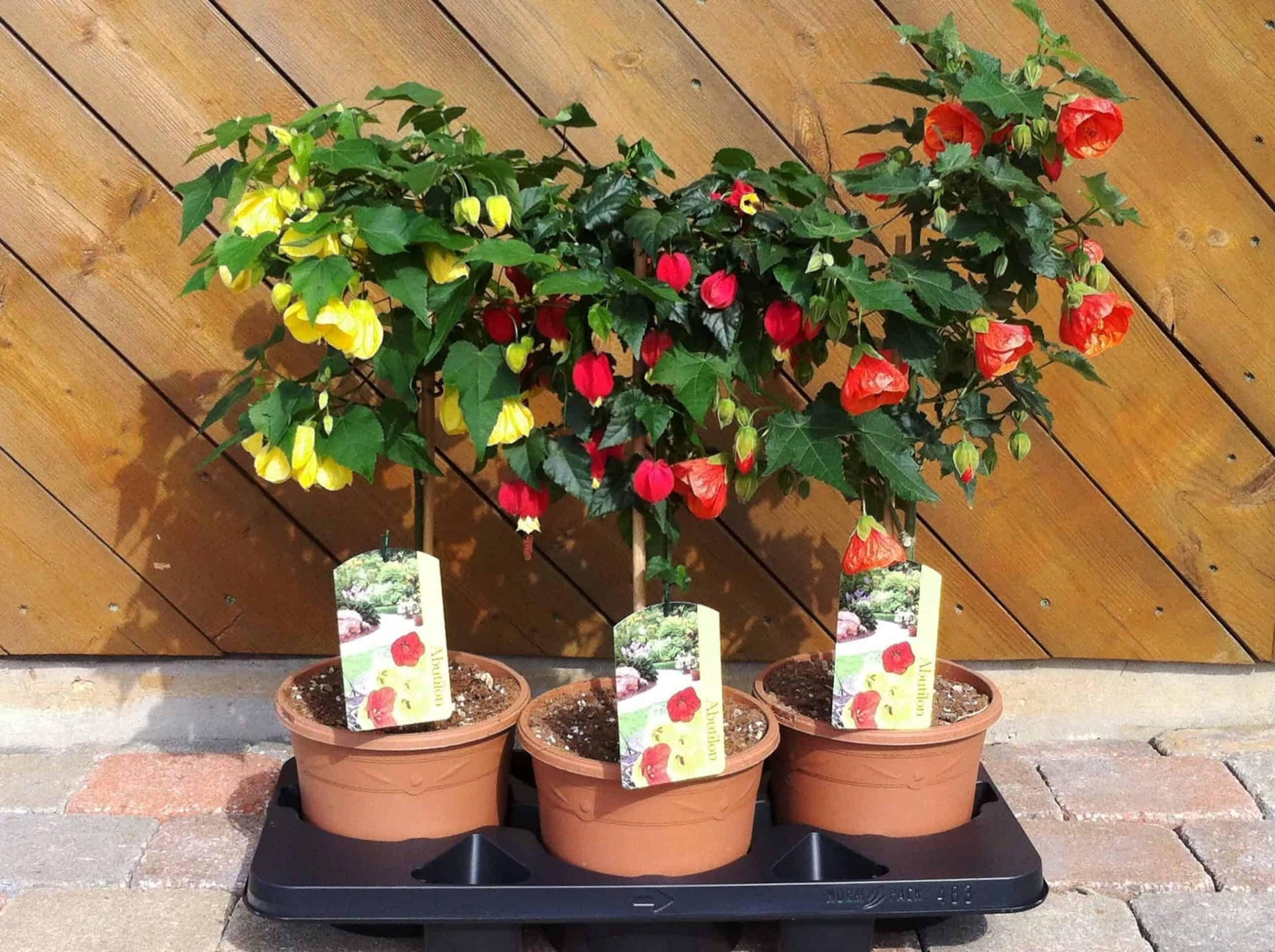 Abutilon Standard - View 13 from www redcrocus com