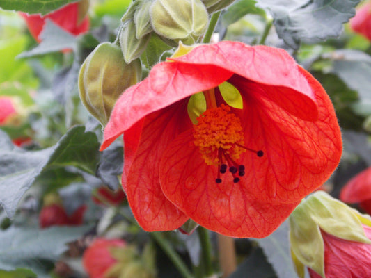 Abutilon Standard - View 14 from www redcrocus com
