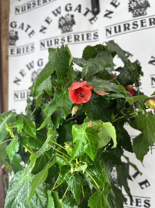 Abutilon Standard - View 1 from www redcrocus com