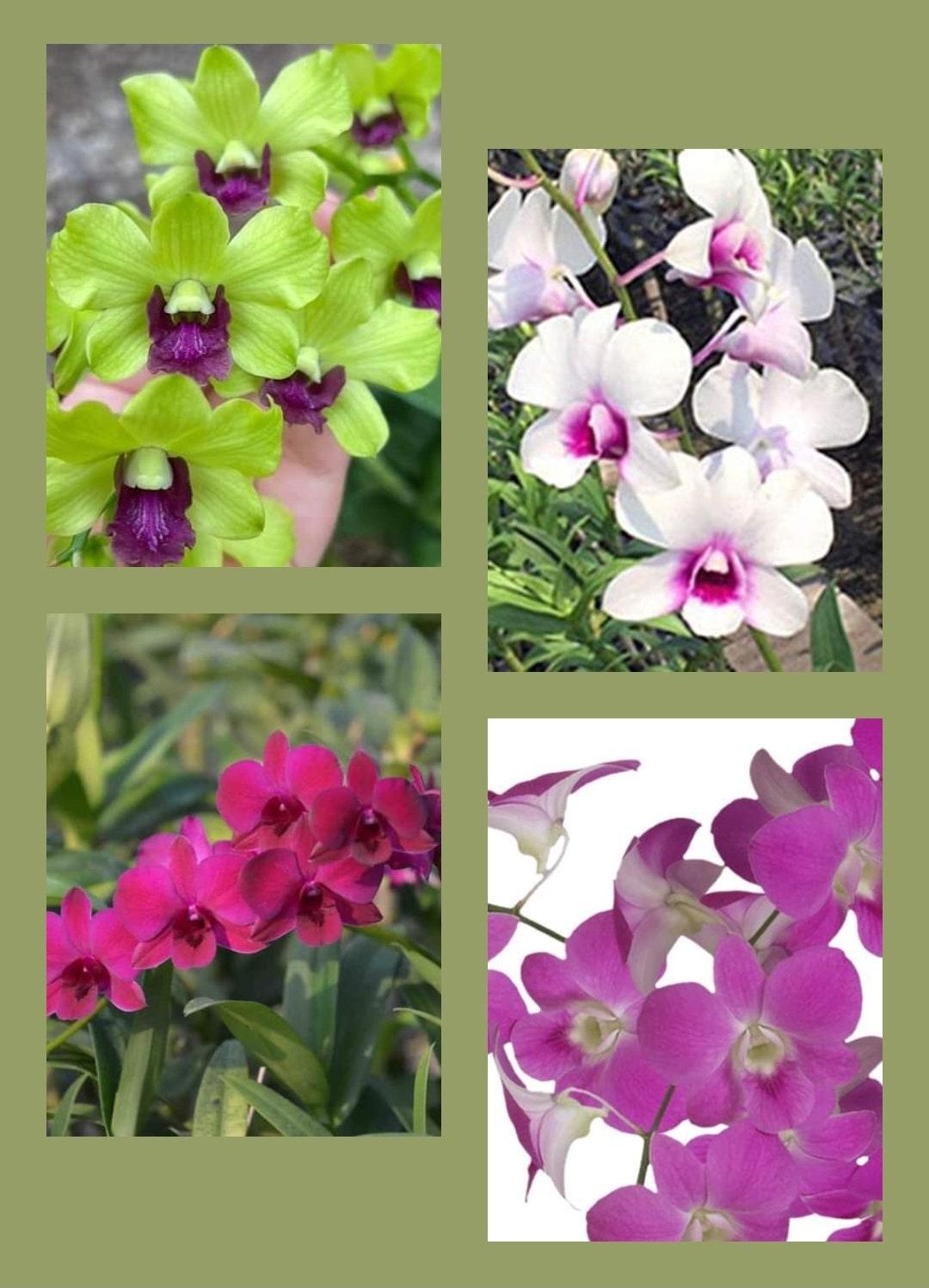 Orchid, Dendrobium, Assorted - View 13 from www redcrocus com