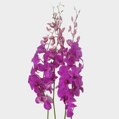 Orchid, Dendrobium, Assorted - View 14 from www redcrocus com