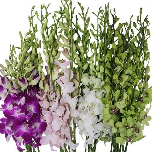 Orchid, Dendrobium, Assorted - View 1 from www redcrocus com