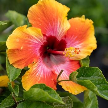 Hibiscus, Bush, Tradewinds, 'lilikoi Yellow' - View 16 from www redcrocus com