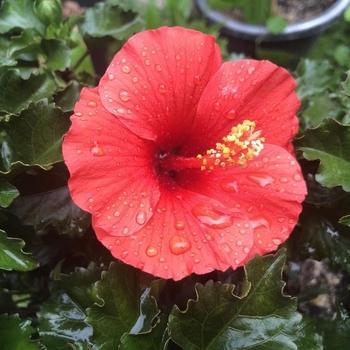 Hibiscus, Bush, Tradewinds, 'lilikoi Yellow' - View 19 from www redcrocus com