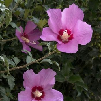 Hibiscus, Bush, Tradewinds, 'lilikoi Yellow' - View 24 from www redcrocus com