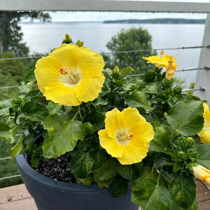 Hibiscus, Bush, Tradewinds, 'lilikoi Yellow' - View 26 from www redcrocus com