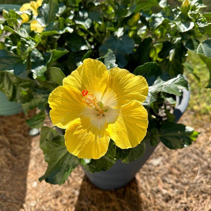 Hibiscus, Bush, Tradewinds, 'lilikoi Yellow' - View 27 from www redcrocus com