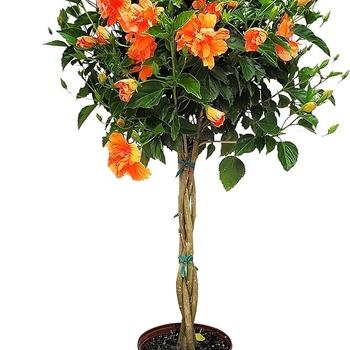 Hibiscus, Bush, Tradewinds, 'lilikoi Yellow' - View 29 from www redcrocus com