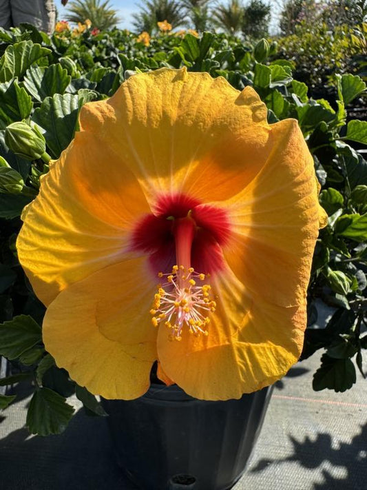 Hibiscus, Bush, Tradewinds, 'lilikoi Yellow' - View 2 from www redcrocus com
