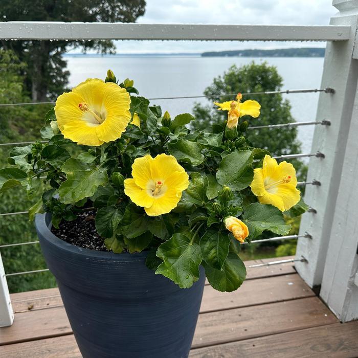 Hibiscus, Bush, Tradewinds, 'lilikoi Yellow' - View 30 from www redcrocus com